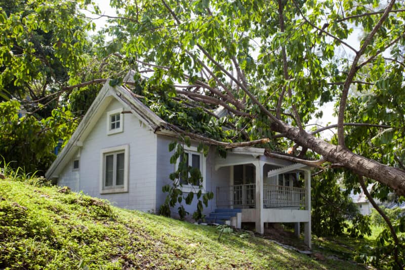 Tree falls on roof during storm