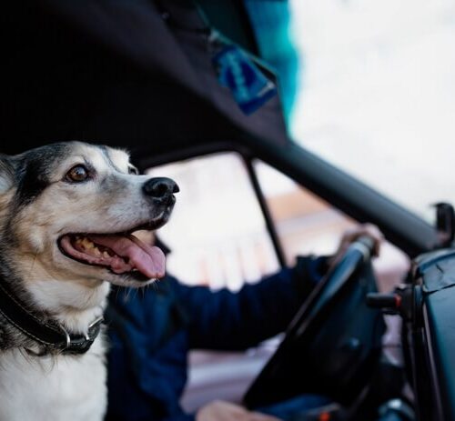 Little dog is the co-pilot of a vehicle protected with commercial truck insurance - Cheap car insurance in Washington