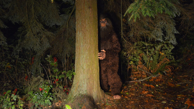 Bigfoot looks out from behind a tree in the forest - Vern Fonk, cheap homeowners insurance in Pacific Northwest