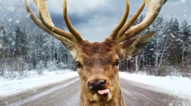 Deer looking in the fron window with its tongue sticking out.