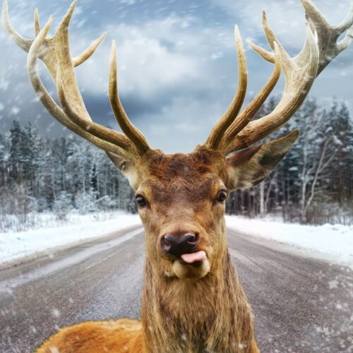 Deer looking in the fron window with its tongue sticking out.