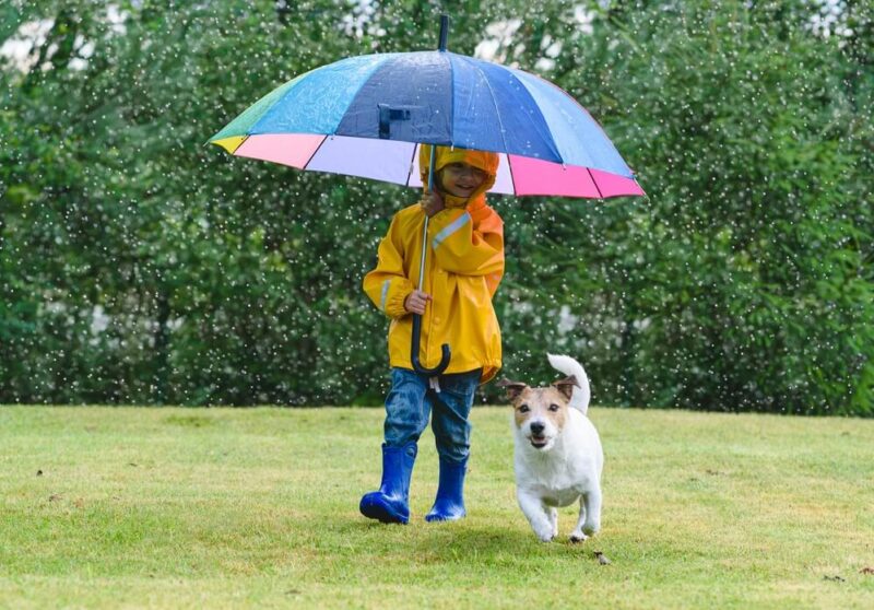 Young boy walks with dog under a colorful umbrella in the rain - cheap umbrella insurance in Washington.