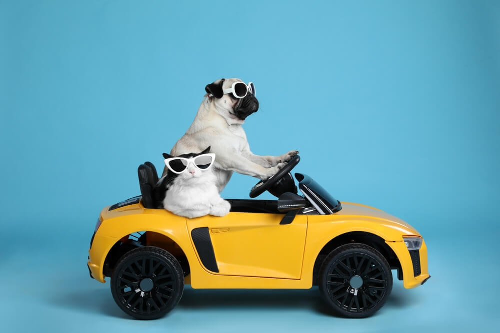 A pug and a cat, both wearing sunglasses, drive in a little yellow car - cheap car insurance in Washington.